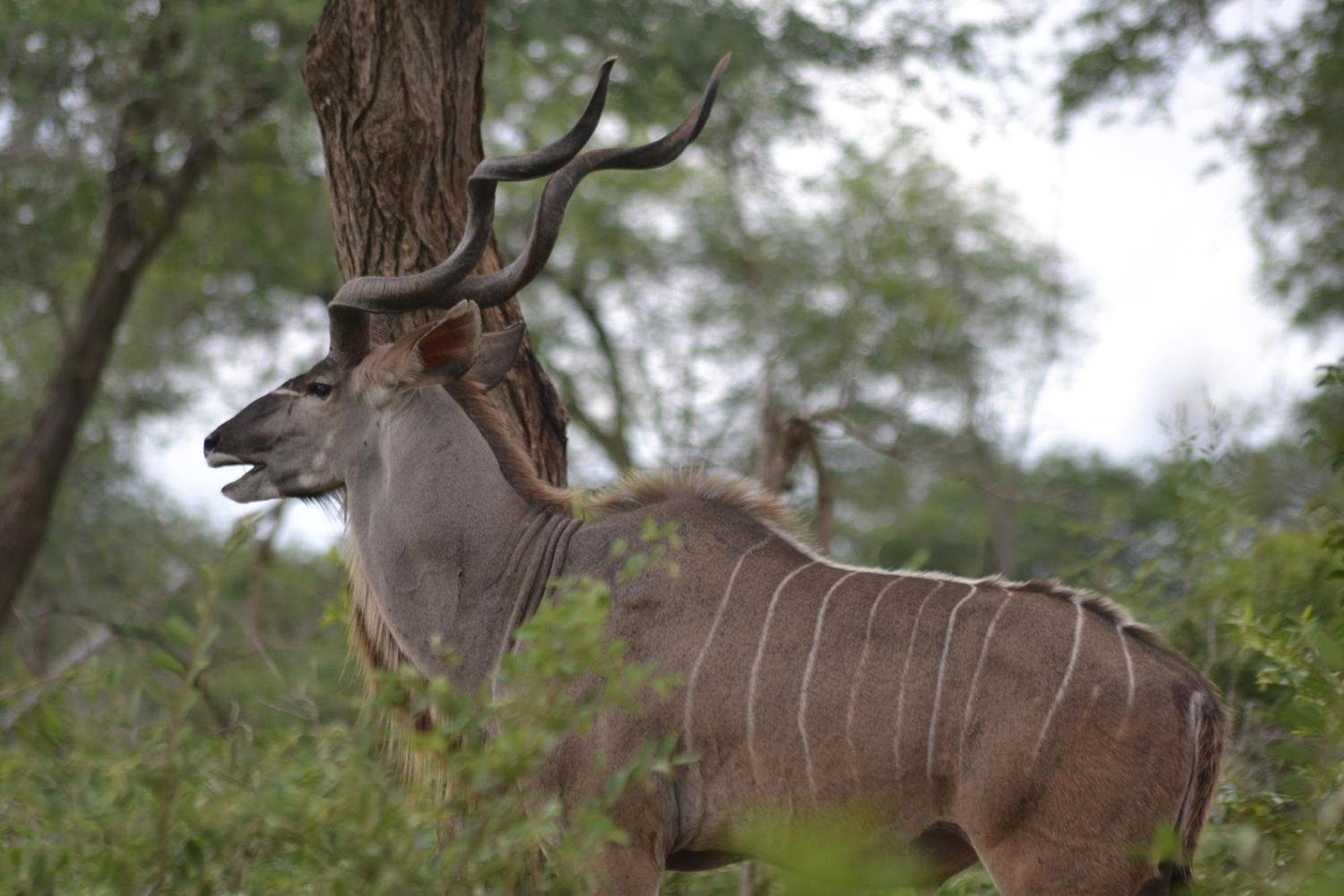 Yebo Safari Tents-stay Inside Kruger * Skukuza