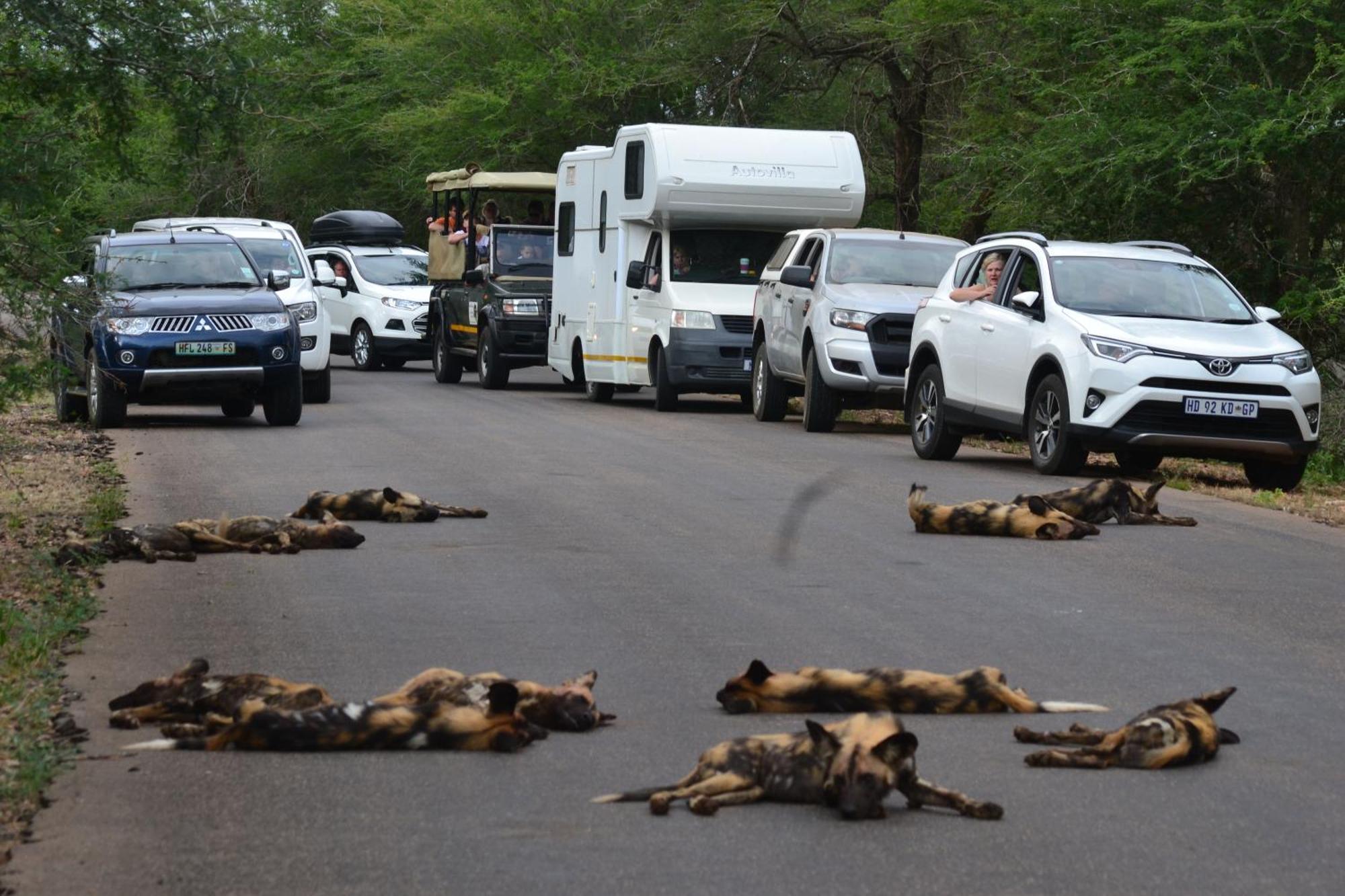 Yebo Safari Tents-stay Inside Kruger * Skukuza