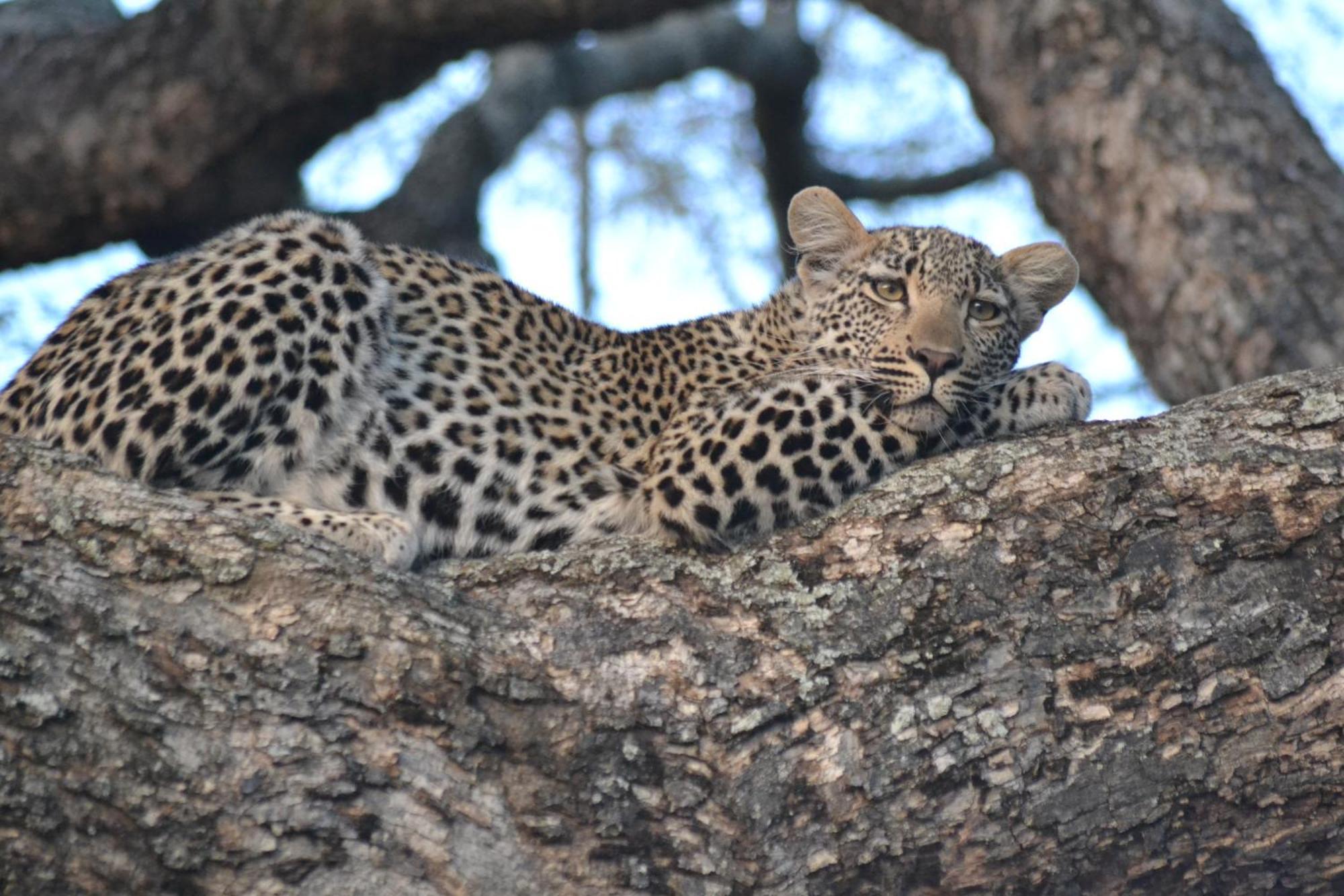 Yebo Safari Tents-stay Inside Kruger *