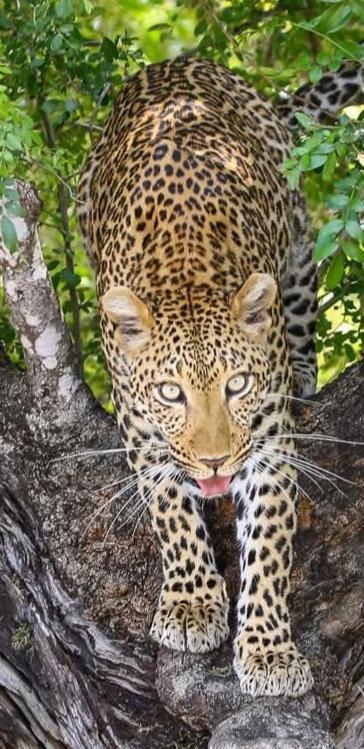 Luxuszelt Yebo Safari Tents-stay Inside Kruger *