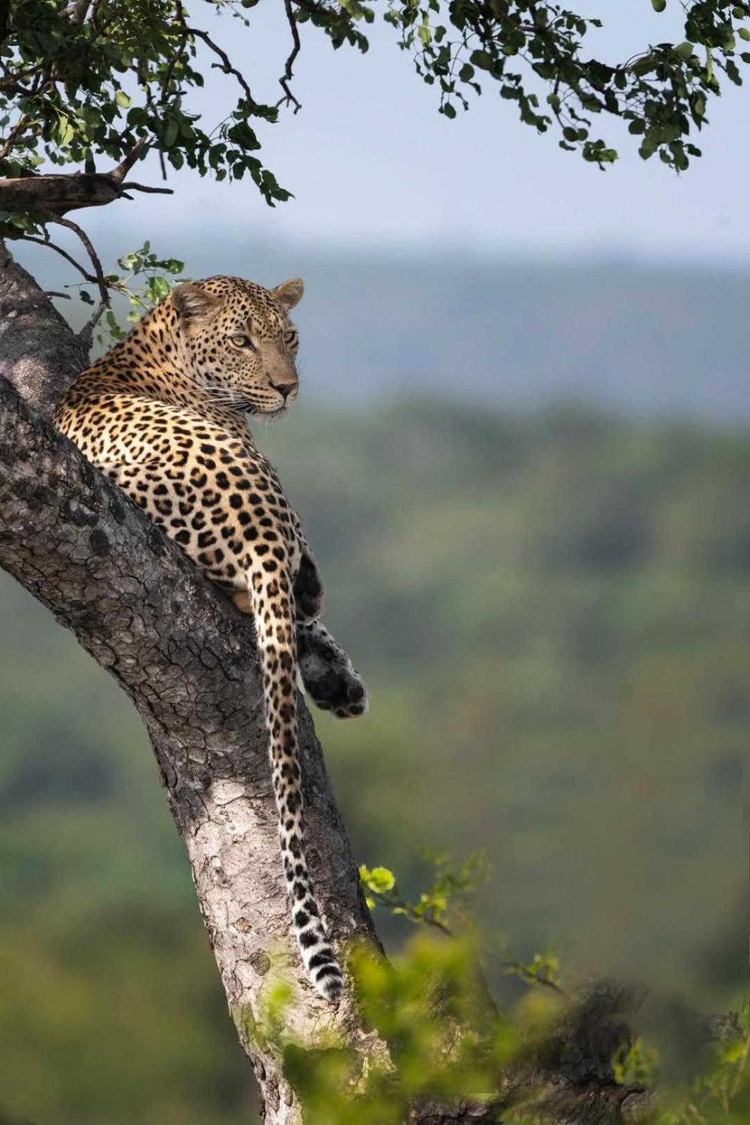 Yebo Safari Tents-stay Inside Kruger * Skukuza
